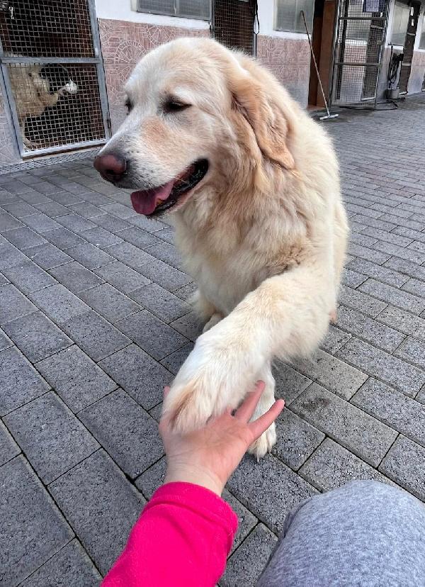 SALOMONE BELLISSIMO MAREMMANO Foto 9